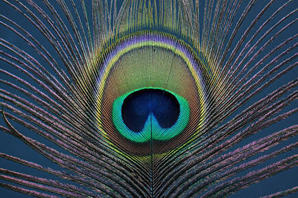 Peacock feather Picture