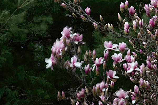 Beautiful Magnolia blossoms blowing in the wind.
