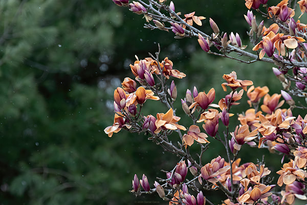 Magnolia blossoms turned brown from the stress of sudden temperature change.